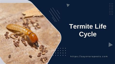 Understanding The Complex Termite Life Cycle Sayonara Pests