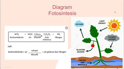 Detail Gambar Proses Fotosintesis Koleksi Nomer 24