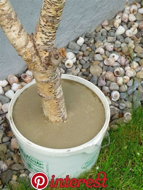 Hier gibts tipps und wir haben alte balken darunter angebracht, damit es zur rustikalen optik unseres gartens passt. Birke in Beton | Gartendeko selbstgemacht, Garten deko ...