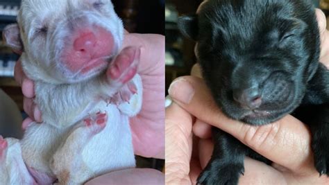 Newborn Puppies Abandoned In Massachusetts Left In Box On Side Of The