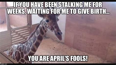 Image Tagged In April Giraffe Imgflip