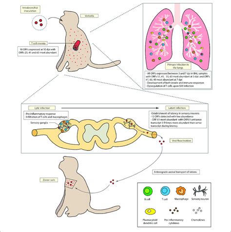 | Model of Simian Varicella Virus (SVV) pathogenesis in rhesus macaques