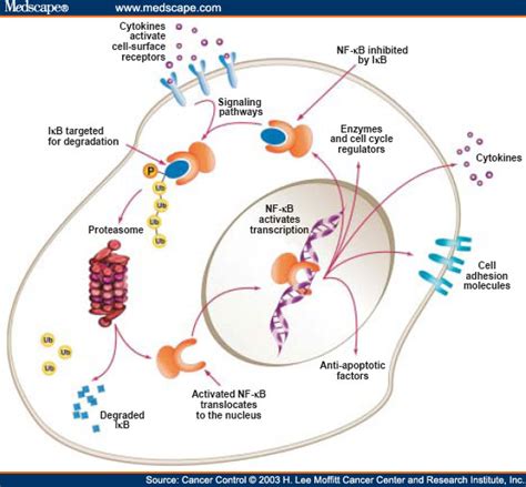 A proteasome is a large protein complex that helps destroy other cellular proteins when they are no longer needed. Proteasome Inhibitors in Cancer Therapy 比較: 金城晴れのブログ