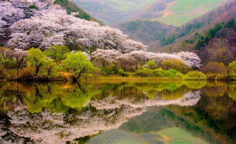 Green Leafed Trees Spring Forest Mountains Lake Reflection