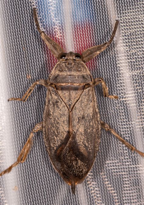 Maryland Biodiversity Project Giant Water Bug Lethocerus Americanus