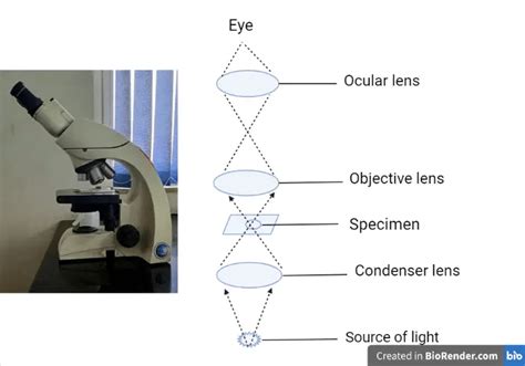 Working Mechanism Of Light Microscope Microbe Online