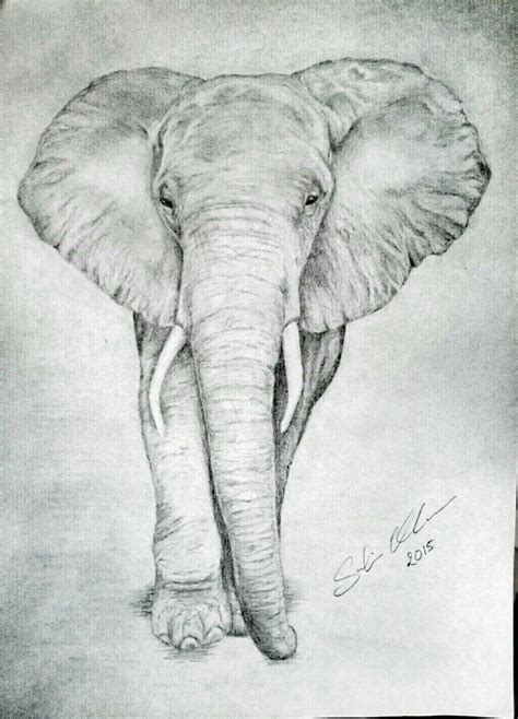 Tribal Elephant Drawing Elephant Sketch Elephant Illustration