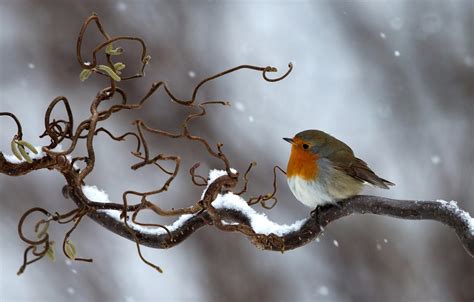 Wallpaper Winter Snow Bird Branch Images For Desktop Section