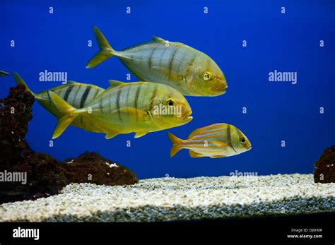 Yellow Fish With Black Stripes Gnathanodon Speciosus Stock Photo Alamy