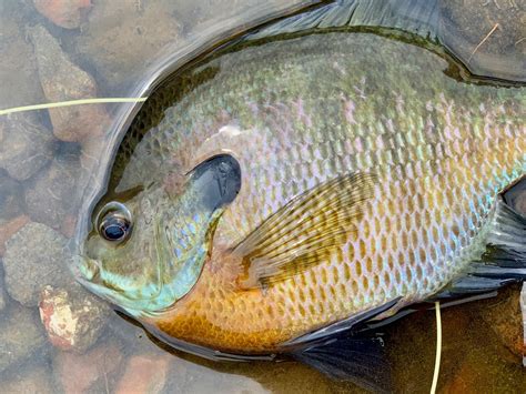 Panfish On The Fly In 2020 Panfish Bluegill Fly Fishing