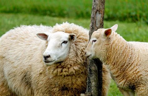 Free Picture Sheep Grass Animal Nature Merino Sheep Farm Field Lamb