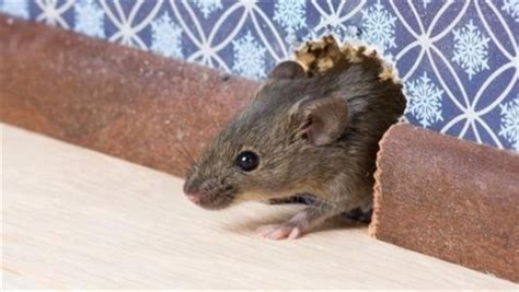 كيف تتخلص من الفئران باسهل الطرق