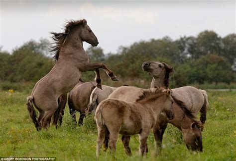 conservationists reintroduce feral herd   fens  cambridgeshire daily mail