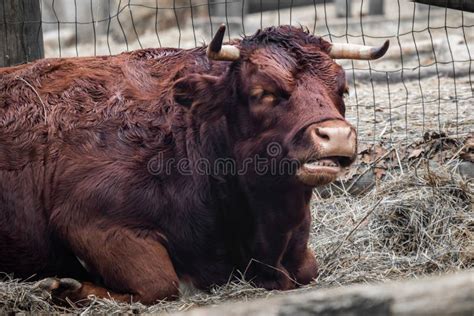 Portrait Of Bull Eating Feeling Sleepy Stock Photo Image Of Feeling