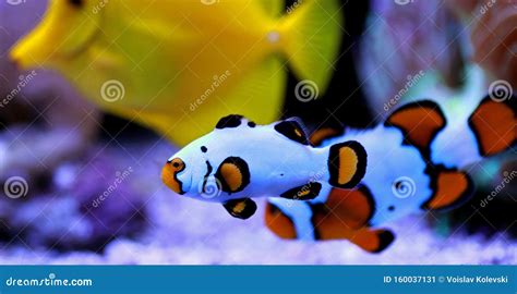 Premium Black Ice Clownfish Amphiprion Ocellaris Stock Image Image