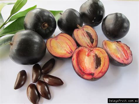 We did not find results for: Pouteria australis Black Apple Tree - Pouteria australis