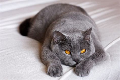 Blue Haired Cat Why Are British Shorthair Cats So Expensive Poc