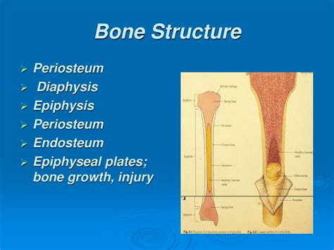 Ppt Introduction To Orthopaedics Powerpoint Presentation Free