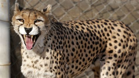 Nat Geo Wild Fast Facts About The Big Cats Of The World