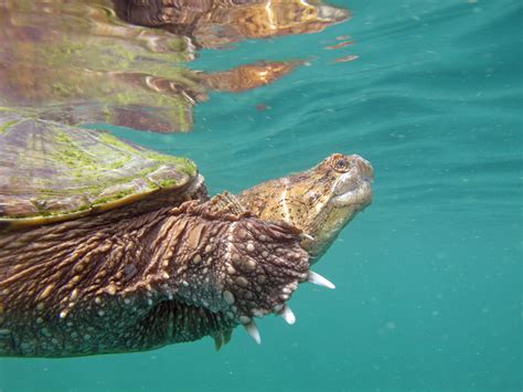 Can Common Snapping Turtles Swim In Salt Water