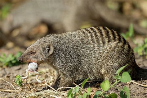 Mongoose Eating Frog Chobe National Photograph By Worldfoto Pixels