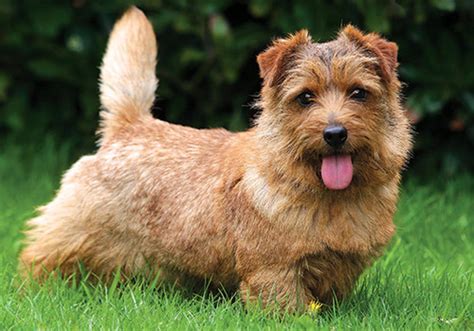 norfolk terrier dog breed characteristic daily  care facts