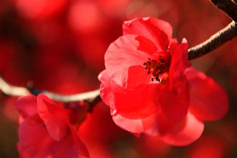 Free Images Tree Nature Forest Outdoor Blossom Winter Sun