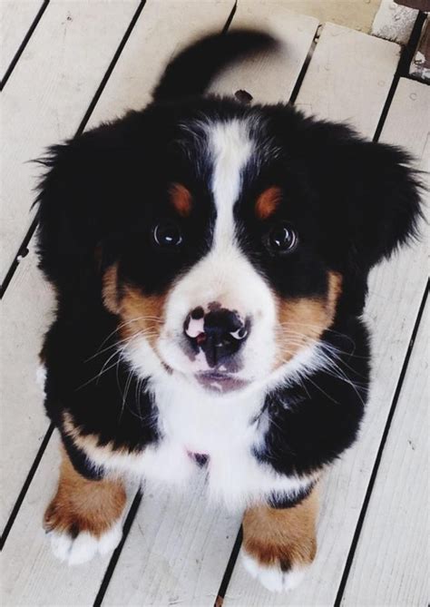 Bernese Mountain Dog Puppies Cute Puppies