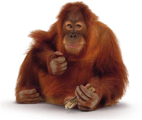 NaturePlus: What's new at the Museum : Tags : orangutan