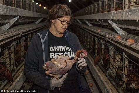 Horrific images show the shocking state inside Victoria hen farm