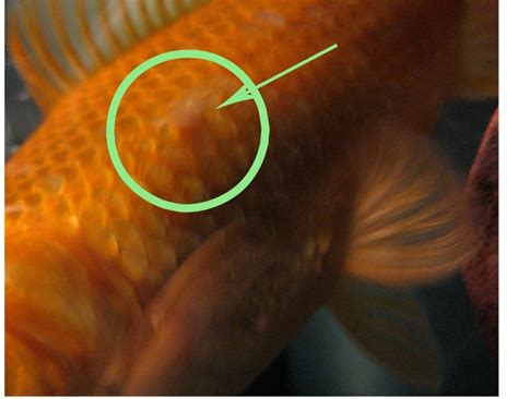 Goldfish With Bump On Head