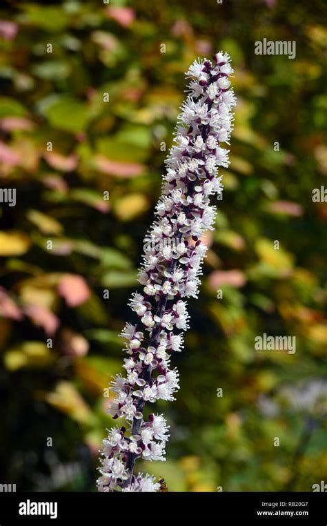 Actaea Baneberry Simplex Brunette Hi Res Stock Photography And Images