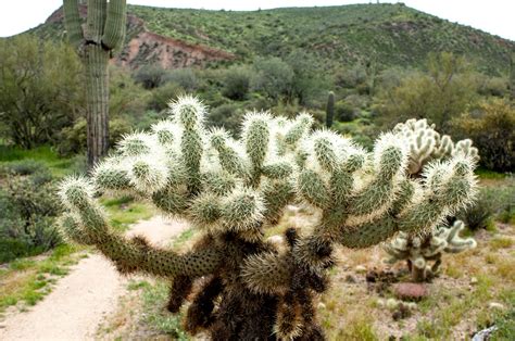3068920 Cactus Desert Path Saguaro Sonoran Desert 4k