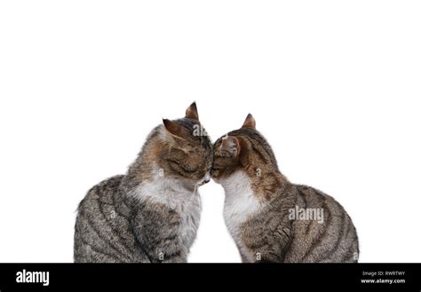 Two Tabby Cats In Love And They Are Sitting And Snuggling Each Other