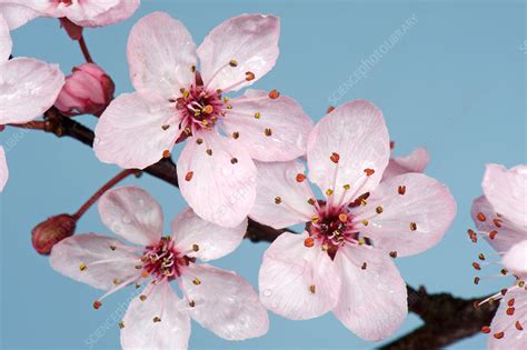 Cherry plums have the perfect amount of cherry tartness and mellow sweetness from plums for a craveable summer treat. Cherry Plum Flowers - Stock Image - C034/2459 - Science ...