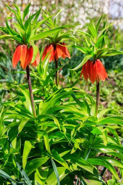 Premium Photo Orange Crown Imperial Lily Flowers Fritiallaria