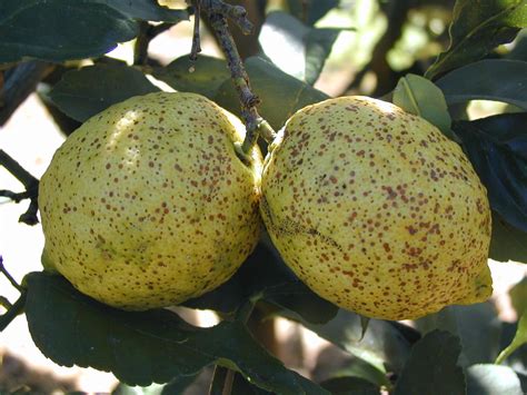 Citrus Pests Agriculture And Food