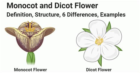 Monocot Vs Dicot Flower Definition Structure 6 Differences Examples