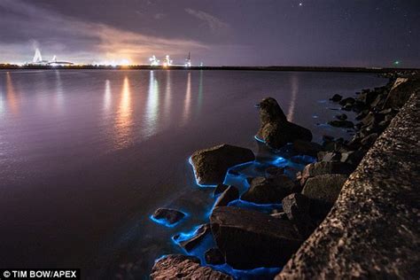 Bioluminescent Plankton Glowing Off The Welsh Coast Daily Mail Online