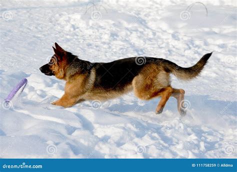 German Shepherd Playing In The Snow Stock Image Image Of Happiness