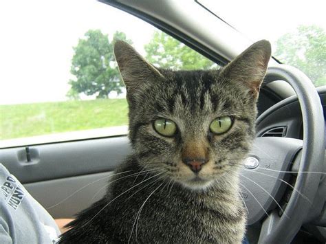 A Ride Along With The Underground Railroad Rescued Kitty Network Pet