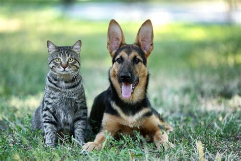 Which Cost More — Cats Or Dogs And How To Save On Both