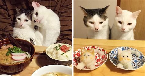 It had, among other things, peas and sweet potatoes. Japanese Couple Captures Every Time Their Cats Watch Them ...