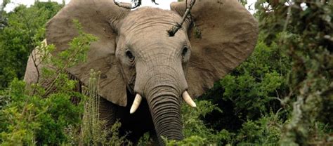 African Elephants Could Go Extinct By 2023