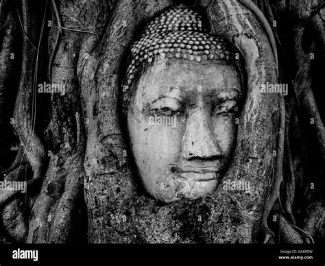 Buddha Head Encased In Tree At Wat Mahathat Ayutthaya Thailand Stock