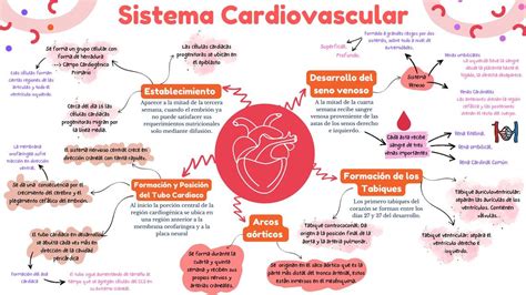 Mapa Mental Sistema Cardiovascular Udocz My XXX Hot Girl