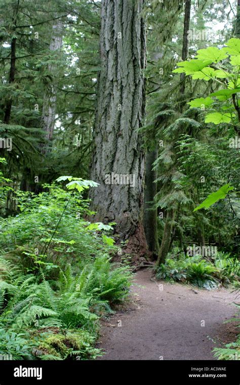 Path In Cathedral Grove Macmillan Provincial Park Vancouver Island