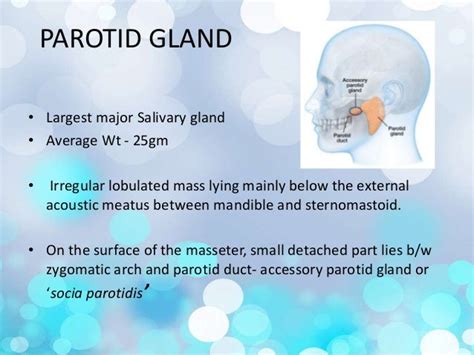 Surgical Anatomy Of Salivary Glands