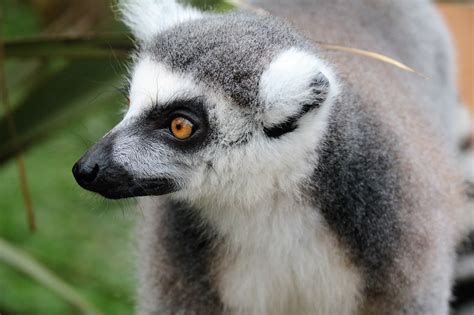 Free Photo Lemur Fur Mammal Wildlife Free Image On Pixabay 1582944