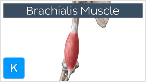 Brachialis Muscle - Origin, Insertion, Innervation and Function - Human